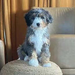 Bernedoodle, Cavalier King Charles Spaniel, Cavapoo, Cockapoo, and Poodle All Grown Up from Cavapoo Acres