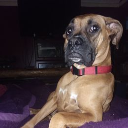 Titania - Boxer