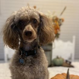 Cockapoos, Goldendoodles, and Poodles from Mason Farmhouse Poodles, Doodles & Poos (Breeding & Stud Services)
