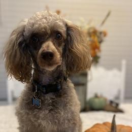 Cockapoos, Goldendoodles, and Poodles from Mason Farmhouse Poodles, Doodles & Poos (Breeding & Stud Services)