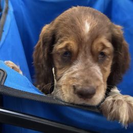 Cherry - Liver white and roan female English Springer Spaniel puppy in Coeur D'alene, Idaho from Springer Hollow