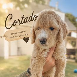 Cortado - Apricot male Goldendoodle puppy in Madison, Georgia from Wildflower Doodles