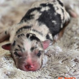 PS.BMF1 - Blue merle female Miniature Australian Shepherd puppy in Deer Lodge, Tennessee from KSH Aussie Haven