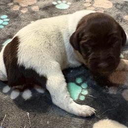 Girl 1 - Liver roan female German Shorthaired Pointer puppy in Troy, North Carolina from Uwharrie GSP