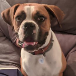 Boston Terriers and Boxers from Boxer and Boston Fanatic