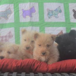 Scottish Terrier Puppies from Herron's Sandhills Scotties