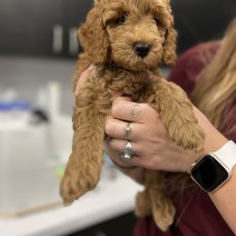 Goldendoodle Puppies from Doodle Paws Az
