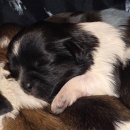 Girl Two - Black and white female Shih Tzu puppy in New Bern, North Carolina from Kuddly Creatures