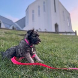 Miniature Schnauzer Puppies from Canteranos pups