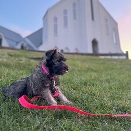Miniature Schnauzer Puppies from Canteranos pups