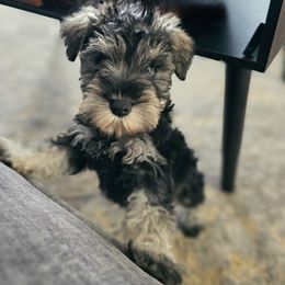 Miniature Schnauzer Puppies from Du Lac Miniature Schnauzers