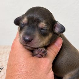 King - Cream male Dachshund puppy in Deming, New Mexico from FoxieDoxies of New Mexico