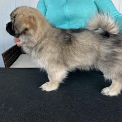 Tibetan Spaniels from Trinity Tibetan Spaniels