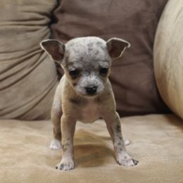 Jupiter - Blue merle female Chihuahua puppy in Willamina, Oregon from Cherished Chihuahuas