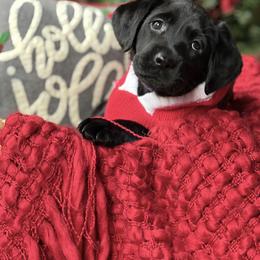 Labrador Retriever Puppies from Mayfield Farm