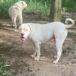 Gideon - American Bulldog puppy in Pace, Florida from Genesis American Bulldogs