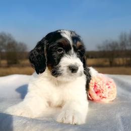 Rosalind - Tri-color female Bernedoodle puppy in Osage City, Kansas from Golden Ridge Goldens