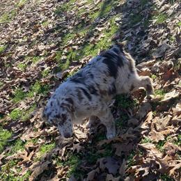 Australian Shepherd and Miniature Australian Shepherd All Grown Up from Southern Blessed Farm