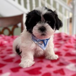 Romeo - Black and white male Shihpoo puppy in Whitehall 18052, Pennsylvania from Lilli’s Shih tzus and Shih poos