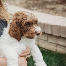 Goldendoodle Puppies from McDoodle Clam