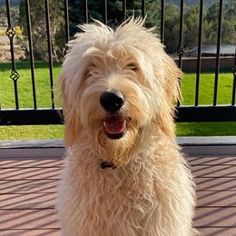Goldendoodles from Pecan Creek Goldendoodles