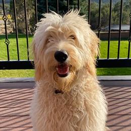 Goldendoodles from Pecan Creek Goldendoodles