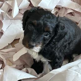 Black tri girl 2 - Black tri-color female Aussiedoodle puppy in Sandwich, Massachusetts from Cape Cod Aussies / Cape Cod Poodles and Doodles