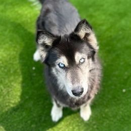 Katana - Siberian Husky