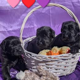 Giant Schnauzer puppies from Riesenschnauzers von Reh Bach