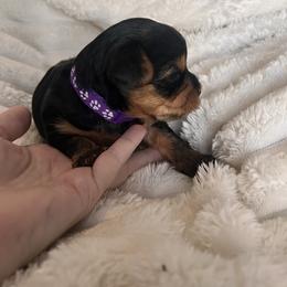 Girl 1 - Black and tan female Yorkshire Terrier puppy in Bakersfield, California from Tiny Tails Yorkies