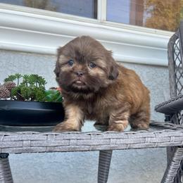 Boy 1 - Liver male Shih Tzu puppy in Whittier, California from Socal Mother Of Shih Tzus