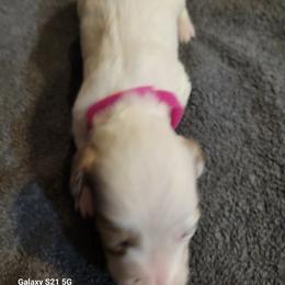 Dachshund Puppies from Weenies on the Lake