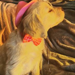 Golden Retriever Puppies from Rollin' Goldies of Colorado