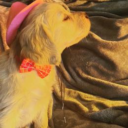 Golden Retriever Puppies from Rollin' Goldies of Colorado