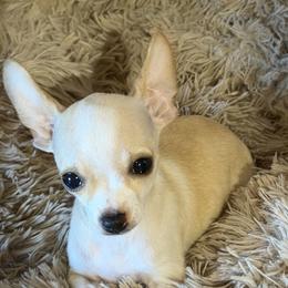 Pinto - Cream and white male Chihuahua puppy in Amity, Pennsylvania from Rhoda and Verna