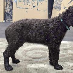 Puffin - Liver female Curly-Coated Retriever puppy in Salt Lake City, Utah from Betacoil Curly Coated Retrievers