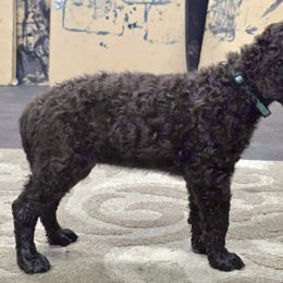 Puffin - Liver female Curly-Coated Retriever puppy in Salt Lake City, Utah from Betacoil Curly Coated Retrievers