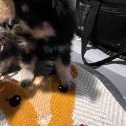 COCO - Black and tan female Pomeranian puppy in San Diego, California from Socalpoms