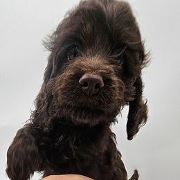 Cockapoo Puppies from Joanna Abruscato