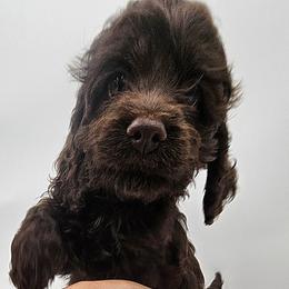 Cockapoo Puppies from Joanna Abruscato
