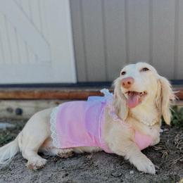 Tia - Dachshund