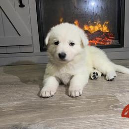 Red collar girl - White Berger Blanc Suisse puppy in Valparaiso, Indiana from Foreman’s White Swiss Shepherds