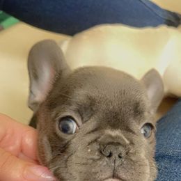 French Bulldog Puppies from MaFrenchiesBadandBoujee