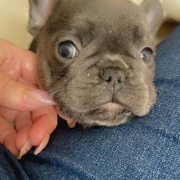 French Bulldog Puppies from MaFrenchiesBadandBoujee