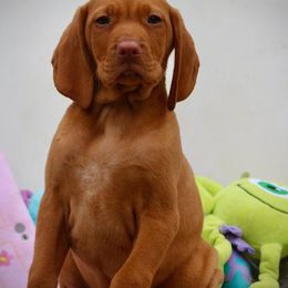 Sully - Golden rust male Vizsla puppy in Bloomington, Indiana from Envizion