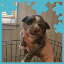 Boy 2 - Blue merle male Australian Shepherd puppy in Lubbock, Texas from Texas Bluebonnet Herders
