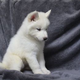 Siberian Husky Puppies from T and T Kennels