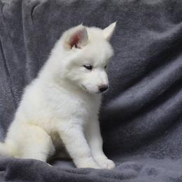 Siberian Husky Puppies from T and T Kennels