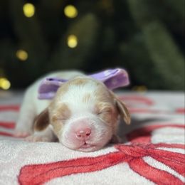 Purple - Caramel female Australian Labradoodle puppy in Calhoun, Louisiana from Arrowhead Australian Labradoodles