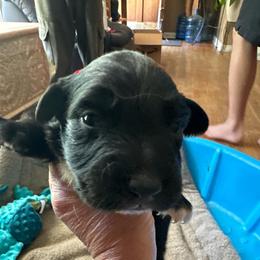 Prime rib - Black & white male Australian Shepherd puppy in Albertville, Alabama from Salt Creek Aussies